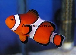 Ocellaris Clownfish Picture of Ocellaris Clownfish