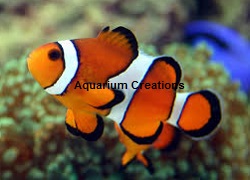  Picture of ORA Captive Bred True Percula