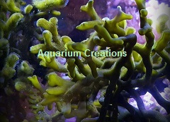 Deadmans Fingers Algae Plant, Codium