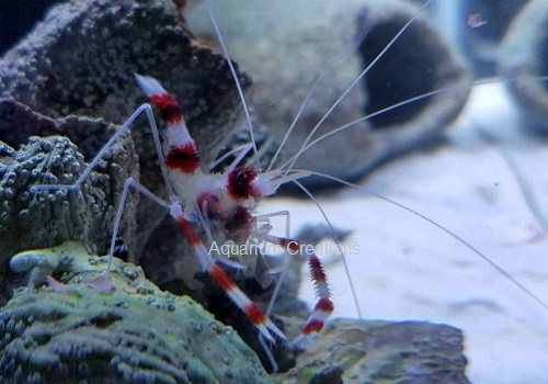 Picture of Coral Banded Shrimp, Stenopus hispidus