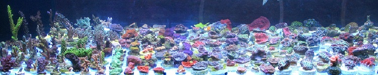 Corals