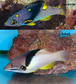 Panther Grouper Picture of Coral Hog Fish