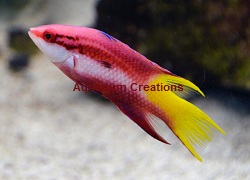 Cuban HogFish Picture of Cuban HogFish