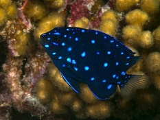 Aquarium Damselfish Picture of Aquarium Damselfish