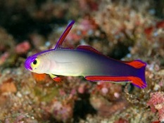 Dartfish for the Marine Aquarium Picture of Saltwater Aquarium Dartfish