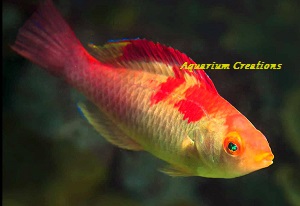  Male Debelius Fairy Wrasse, Cirrhilabrus adornatus