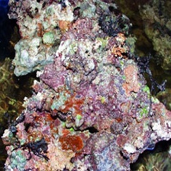 Click for Beautiful Tonga Kaelini Live Rock