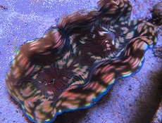 Deresa Clam, Thin Bar, Aquacultured Picture of Deresa Clam, Thin Bar, Aquacultured