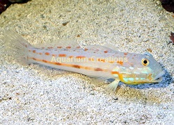 Diamond Watchman Goby Picture of Diamond Watchman Goby