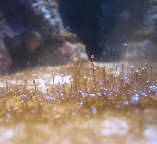 This is dinoflagellates (problematic of new aquariums),the so-called snotty looking algae)