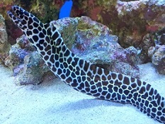 Picture of Saltwater Aquarium Eel