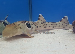 Captive Bred Epaulette Sharks Picture of Captive Bred Epaulette Sharks