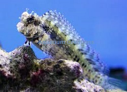 Sailfin Algae Blenny, Salarias fasciatus Picture of a Sailfin Algae Blenny, Salarias fasciatus