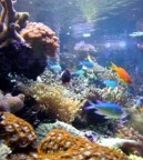 Over Feed your aquarium and your making algae, just feed enough to satisfy your fish and corals, no extra!