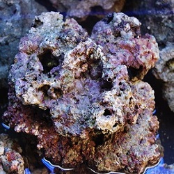 Click for Premium Fiji Live Rock