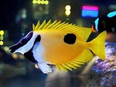 Picture of marine aquarium Foxface