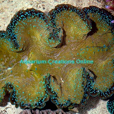 Finally after 10 Years Aquacultured Gigas Clams! Picture of Aquacultured Gigas Clams