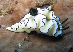 Black-margined Sea Slug Picture of Black-margined Sea Slug