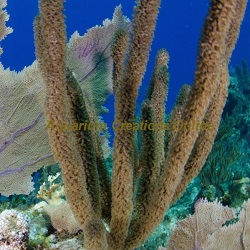 Eagle Eye Zoanthid Polyps Picture of Eagle Eye Zoanthid Polyps