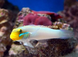 Golden Head Sleeper Goby Picture of Golden Head Sleeper Goby