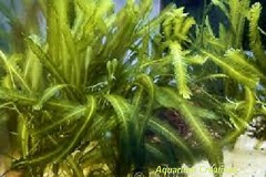Assorted Green Macroalgae Plants Assorted Green Macroalgae Plants