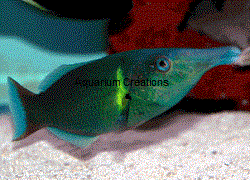 Male Green Bird Wrasse, Gomphosus varius Picture of Male Green Bird Wrasse, Gomphosus varius