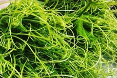 Green Gracilaria Macroalgae Green Gracilaria Algae
