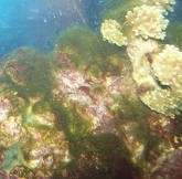 Green Hair Algae can spread very quickly if not kept under control