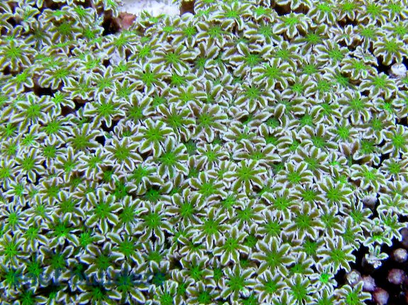 Picture of Green & White Pipe Organ, Tubipora musica