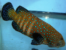 Picture of Grouper Fish