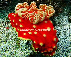 Strawberry Sea Slug Picture of Strawberry Sea Slug