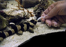 Picture of Captive Bred Banded Cat Shark,Chiloscyllium punctatum