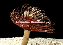 Hawaiian Feather Duster Picture of Hawaiian Feather Duster