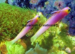 Helfrichi Firefish Picture of Helfrichi Firefish