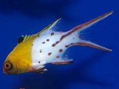 Picture of Hogfish