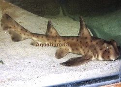 Picture of Horn Shark, Heterodontus francisci