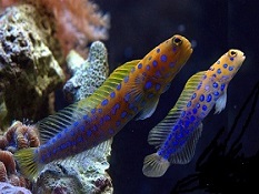 Picture of Jawfish