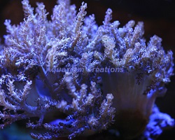 Kenya Tree Coral, Capnella sp. Picture of Kenya Tree Coral, Capnella sp.