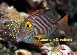 Yellow Eye Kole Tang (Hawaii) Picture of Yellow Eye Kole Tang (Hawaii)
