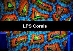 LPS Corals