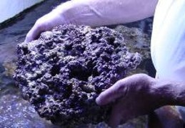 Live
        rock pieces are hand selected. The rock is picked for size and
        shape. It has to look good to be chosen.