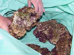 Live
        rock is carefully placed in the box, putting the large pieces
        on the bottom. Plenty of cushioning between.