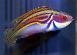 Picture of Labout's Fairy Wrasse, Cirrhilabrus laboutie