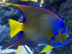 Large Saltwater Angelfish  Picture of a Large Saltwater Angelfish