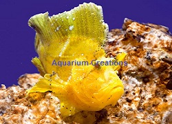 Picture of Assorted Leaf Fish 