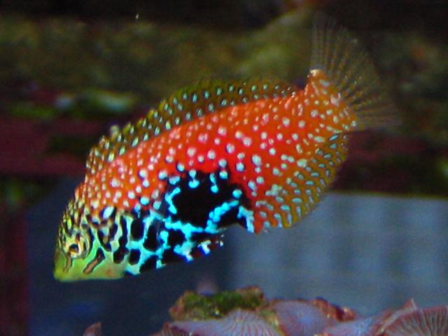  Blue Star Leopard Wrasse, Macropharyngodon bipartitus