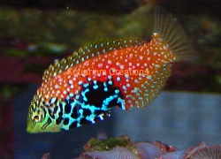  Picture of Blue Star Leopard Wrasse, Macropharyngodon bipartitus