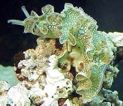 Green Lettuce Sea Slug Picture of Green Lettuce Sea Slug
