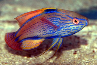 Australlian Lineatus Fairy Wrasse, Cirrhilabrus lineatus