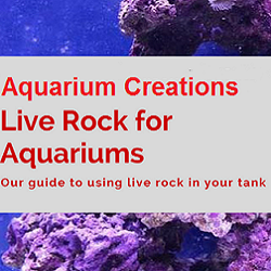 Click for Everything you need to know about live rock